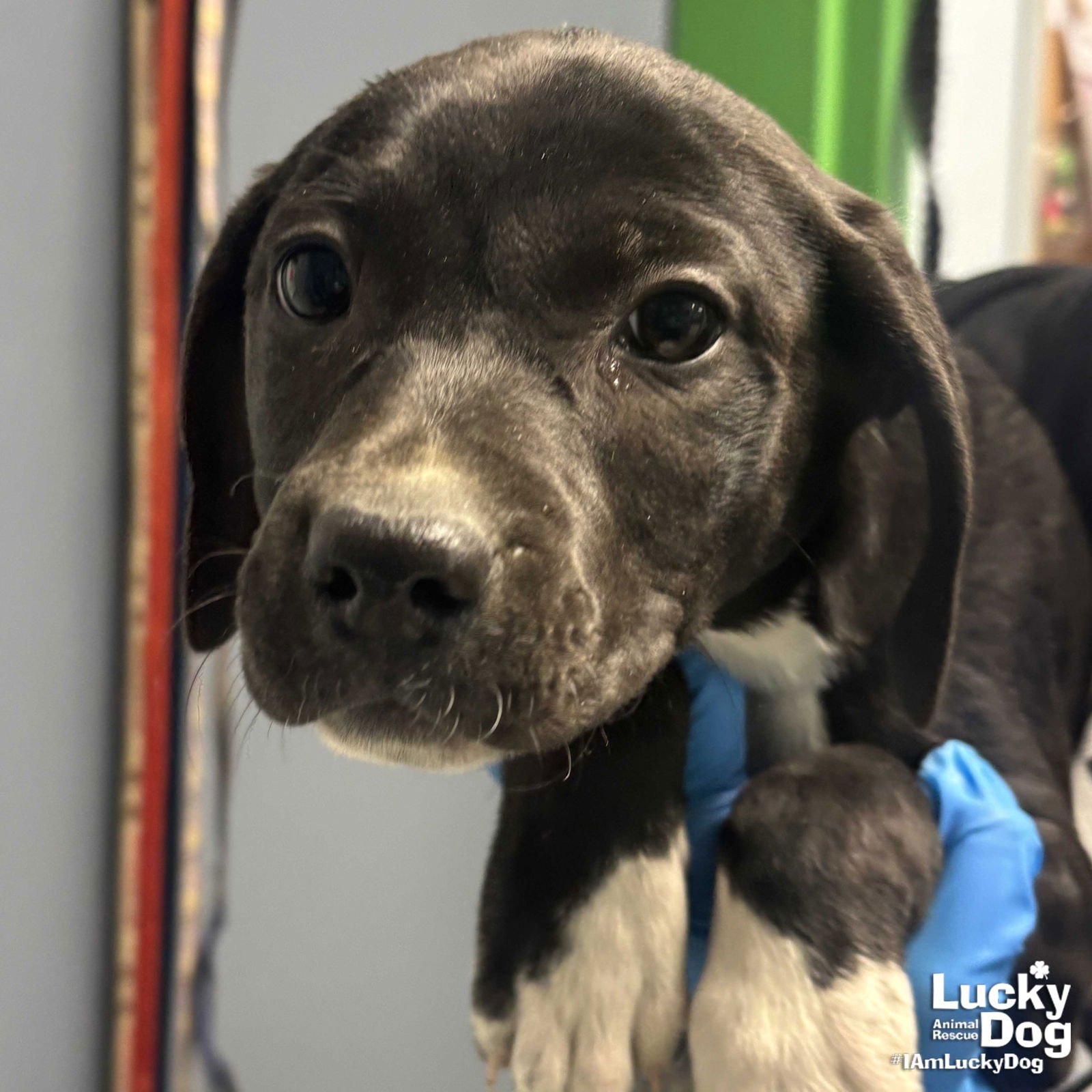 AVA - Shepherd / Labrador Retriever available for adoption