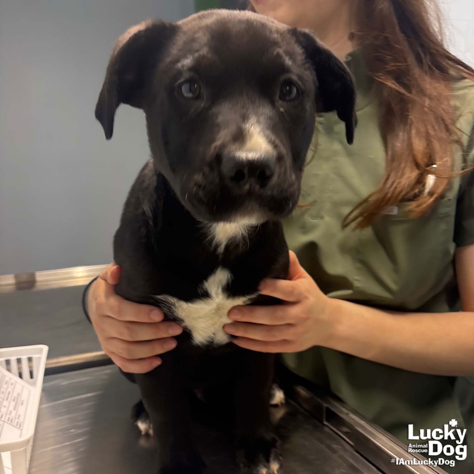 BEAR - Retriever / Shepherd available for adoption