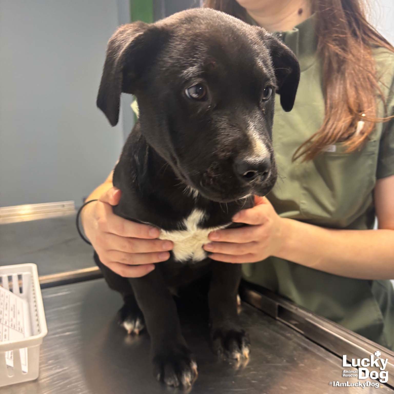 BEAR - Retriever / Shepherd available for adoption