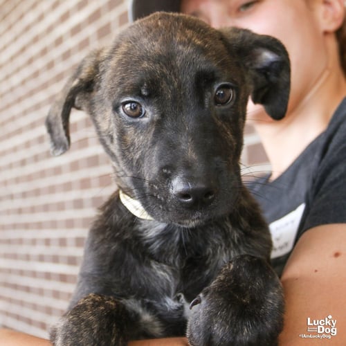POPPY - Shepherd / Retriever available for adoption