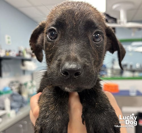 POPPY - Shepherd / Retriever available for adoption