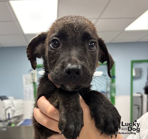 POPPY - Shepherd / Retriever available for adoption