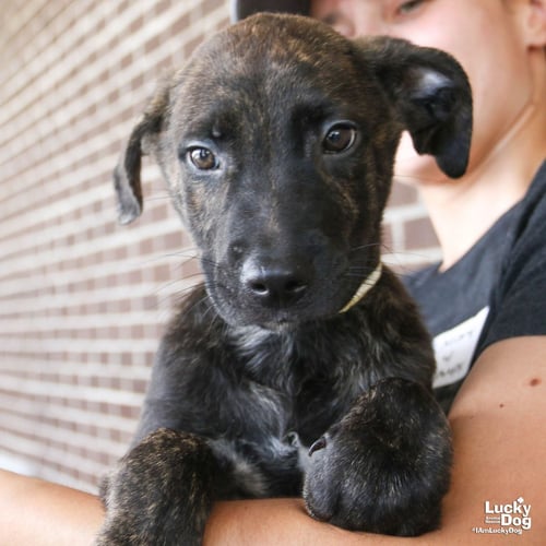 POPPY - Shepherd / Retriever available for adoption