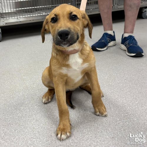 PIP - Shepherd / Retriever available for adoption