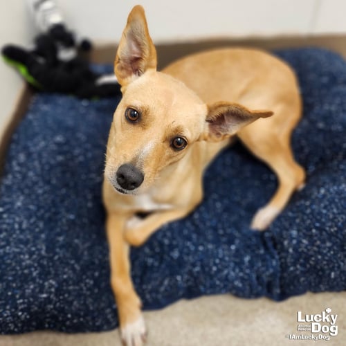 BELLADONNA - Retriever / Terrier available for adoption