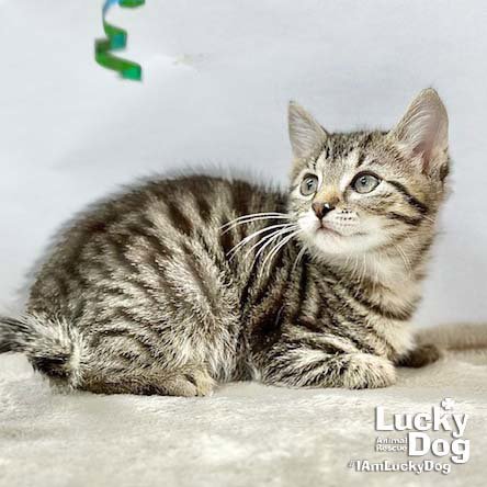 LUCAS - Domestic Short Hair available for adoption