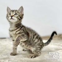 Lucas - Photo 3