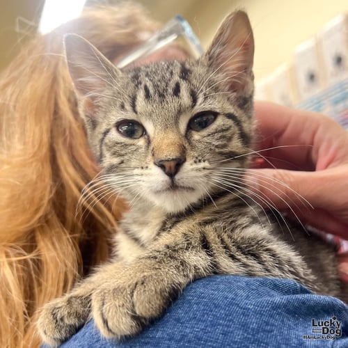 LUCAS - Domestic Short Hair available for adoption