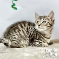 Lucas - Photo 3