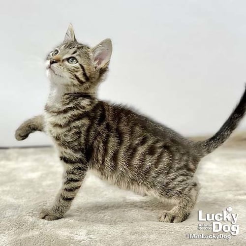 LUCAS - Domestic Short Hair available for adoption