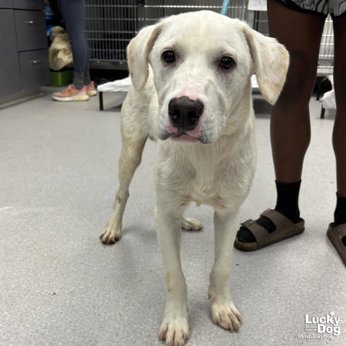 FLUFFER NUGGET - Labrador Retriever / Retriever available for adoption