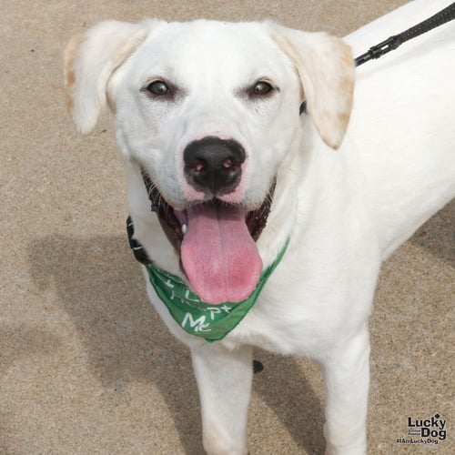 FLUFFER NUGGET - Labrador Retriever / Retriever available for adoption