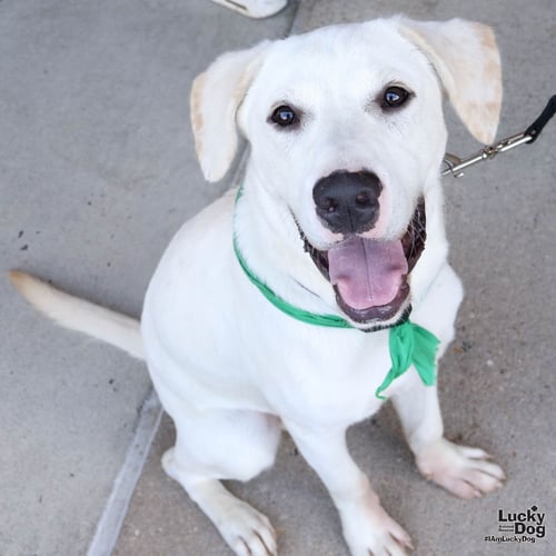 FLUFFER NUGGET - Labrador Retriever / Retriever available for adoption