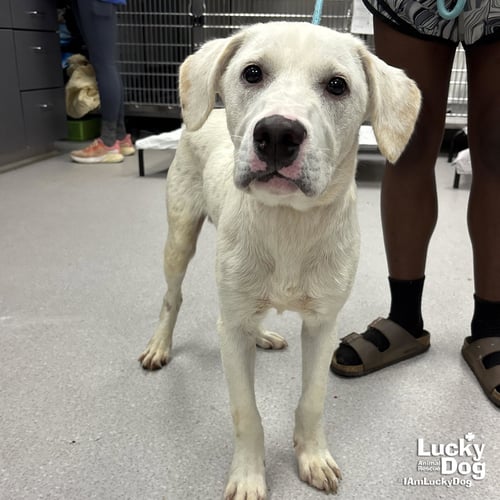 FLUFFER NUGGET - Labrador Retriever / Retriever available for adoption