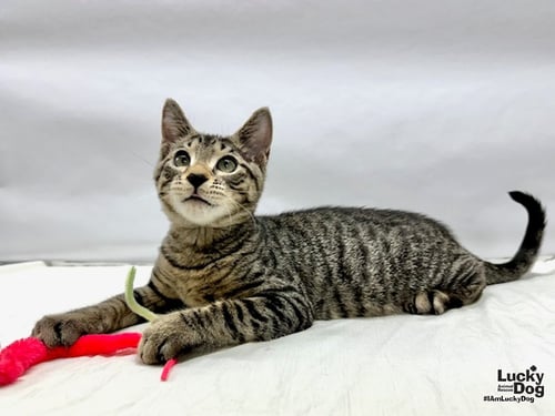 YOSEMITE SAM - Domestic Short Hair available for adoption
