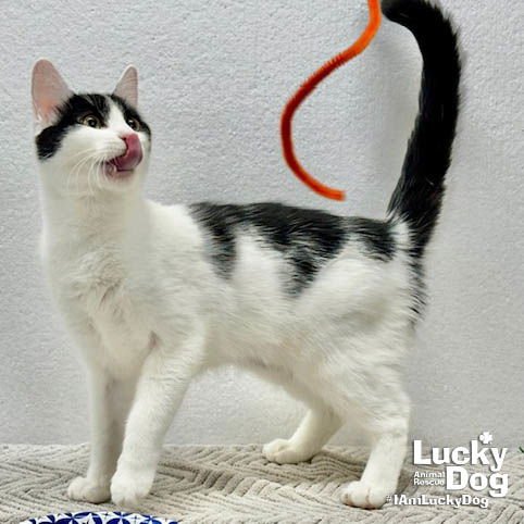 LYDIA - Domestic Short Hair available for adoption