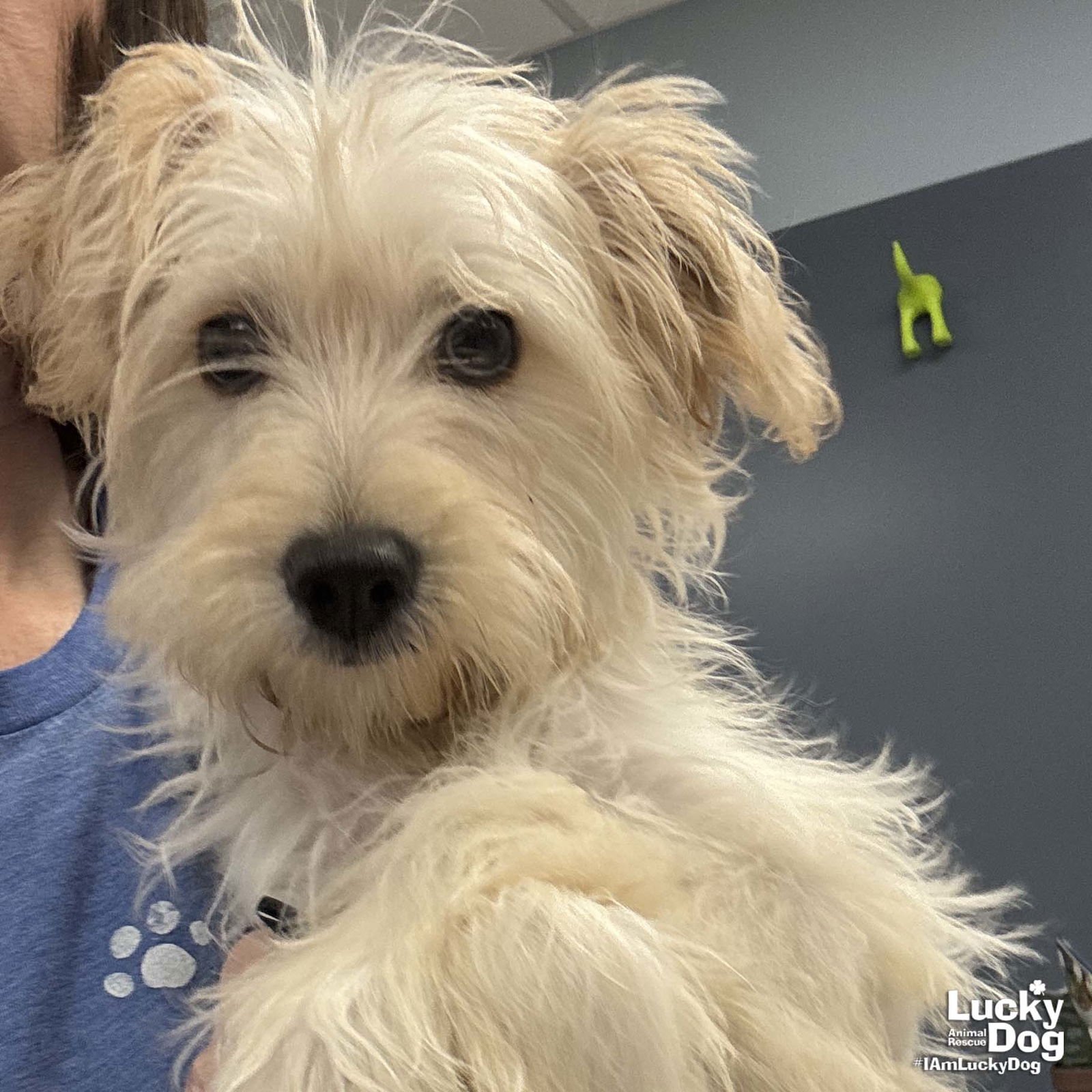 ROYALTY - Maltese available for adoption