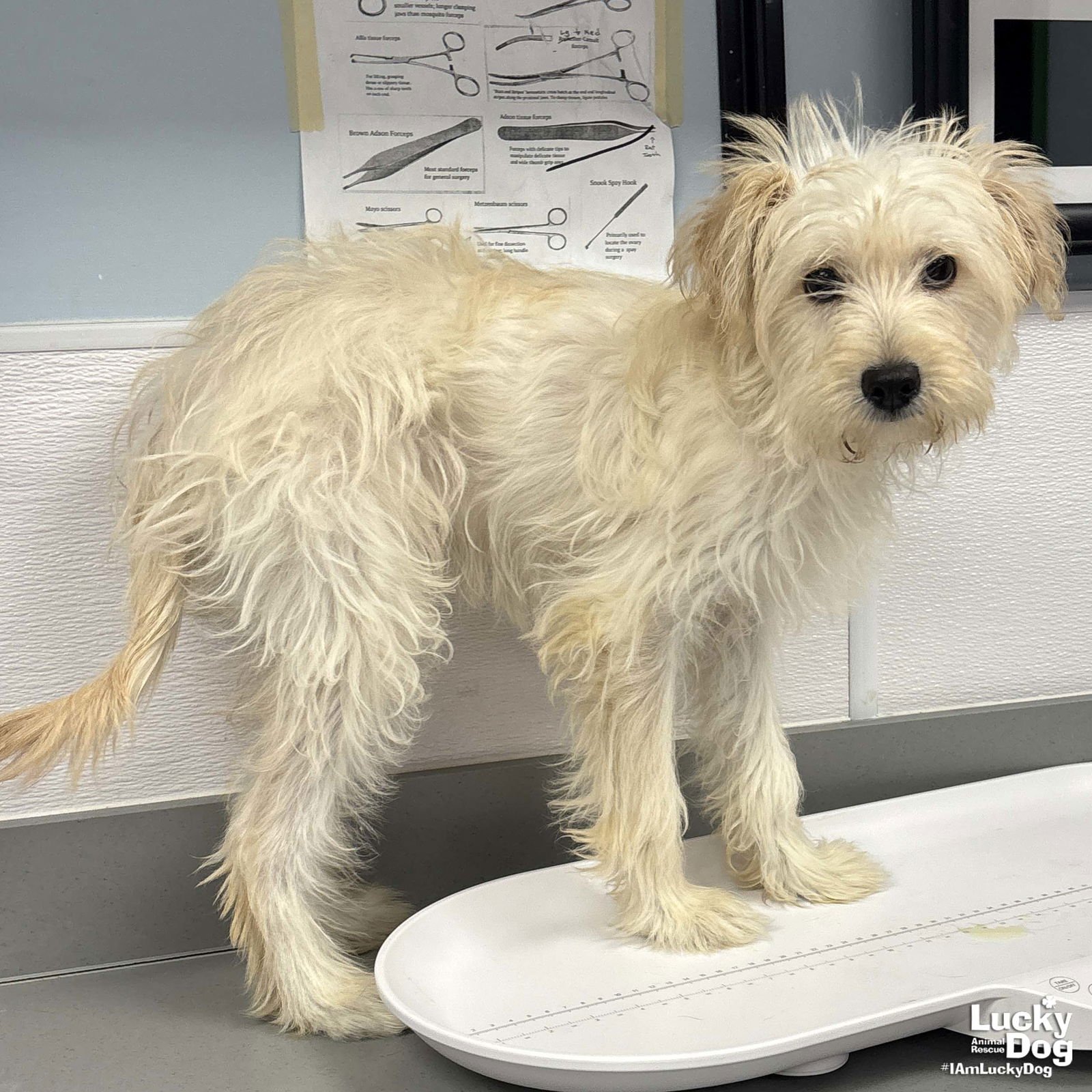 ROYALTY - Maltese available for adoption