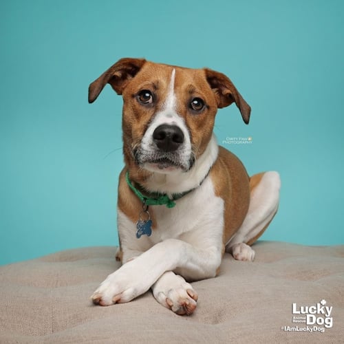 LEMUEL - Shepherd / Australian Cattle Dog/Blue Heeler available for adoption