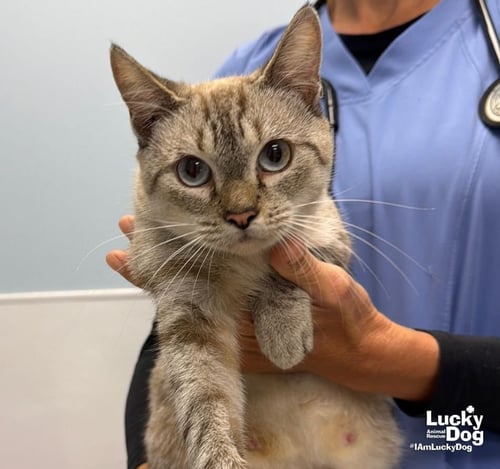 BRIDGET - Domestic Short Hair available for adoption