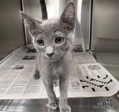 GROVER - Domestic Short Hair available for adoption