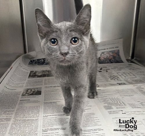GROVER - Domestic Short Hair available for adoption