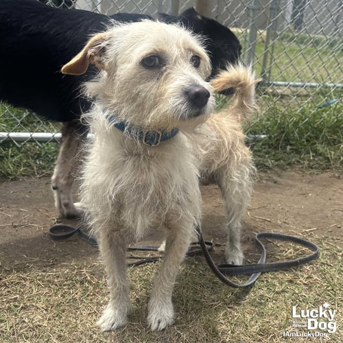 KJ - Cairn Terrier available for adoption