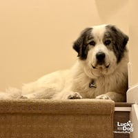 Big Boy - Photo 4