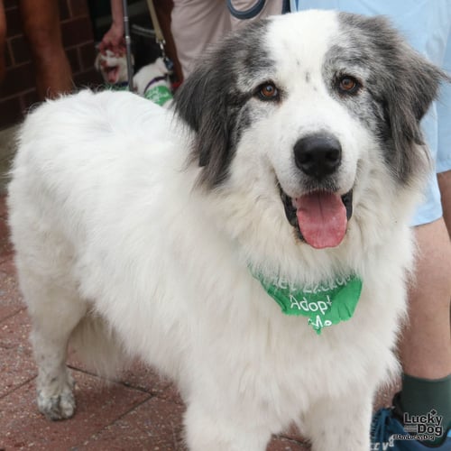 BIG BOY - Great Pyrenees / Shepherd available for adoption