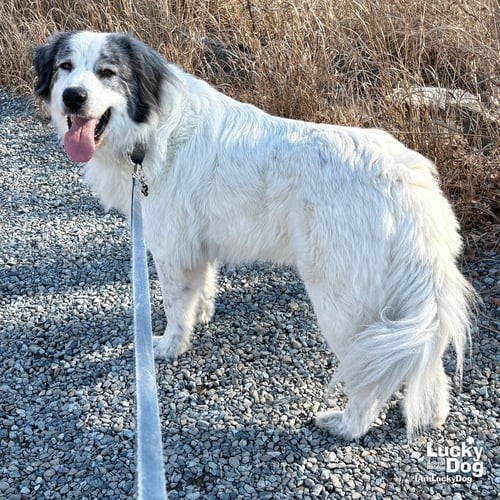 BIG BOY - Great Pyrenees / Shepherd available for adoption