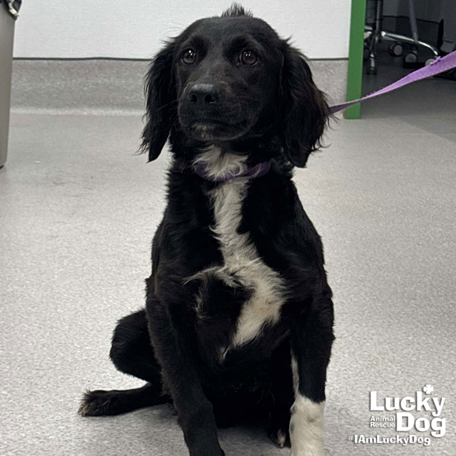 SPRING - Spaniel available for adoption