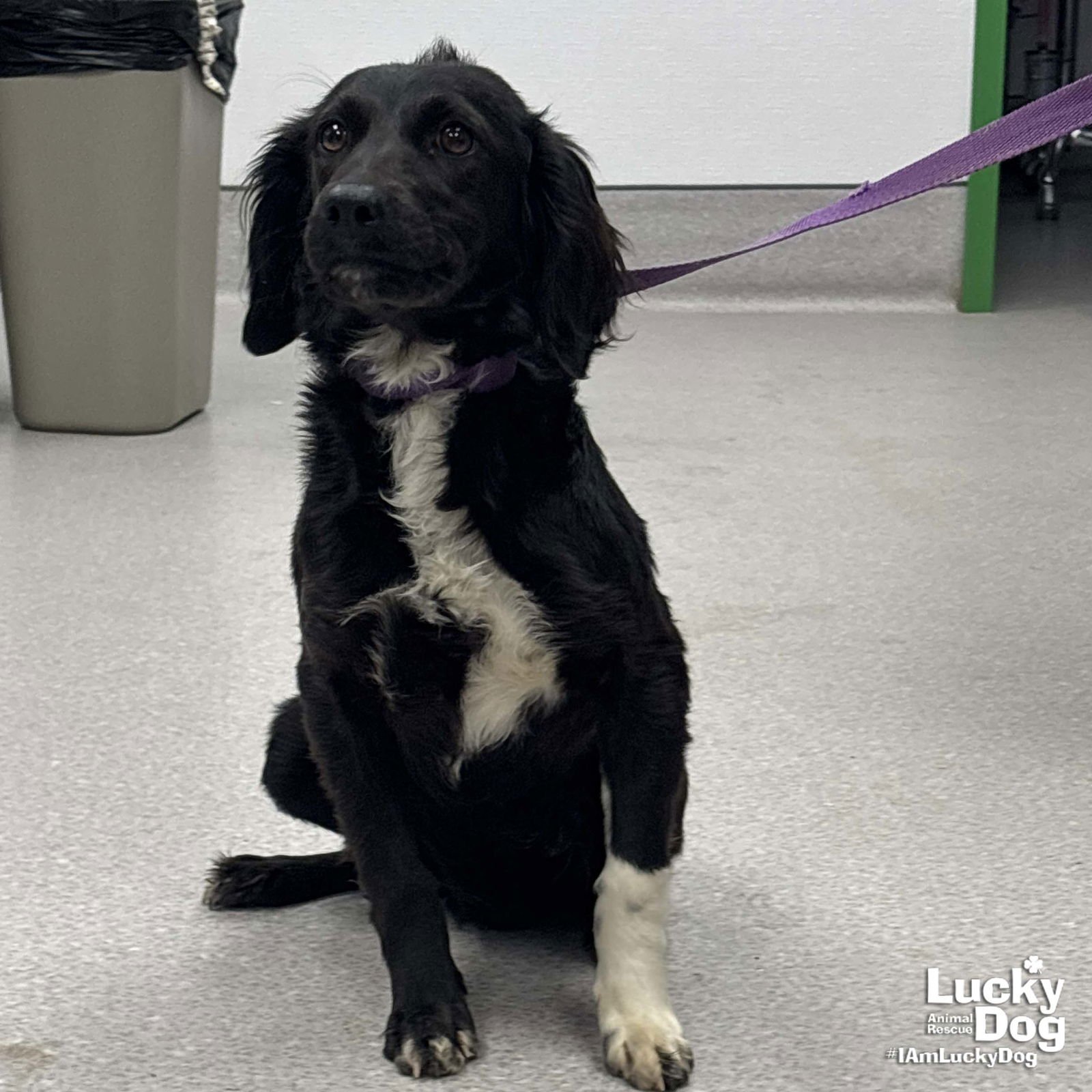 SPRING - Spaniel available for adoption