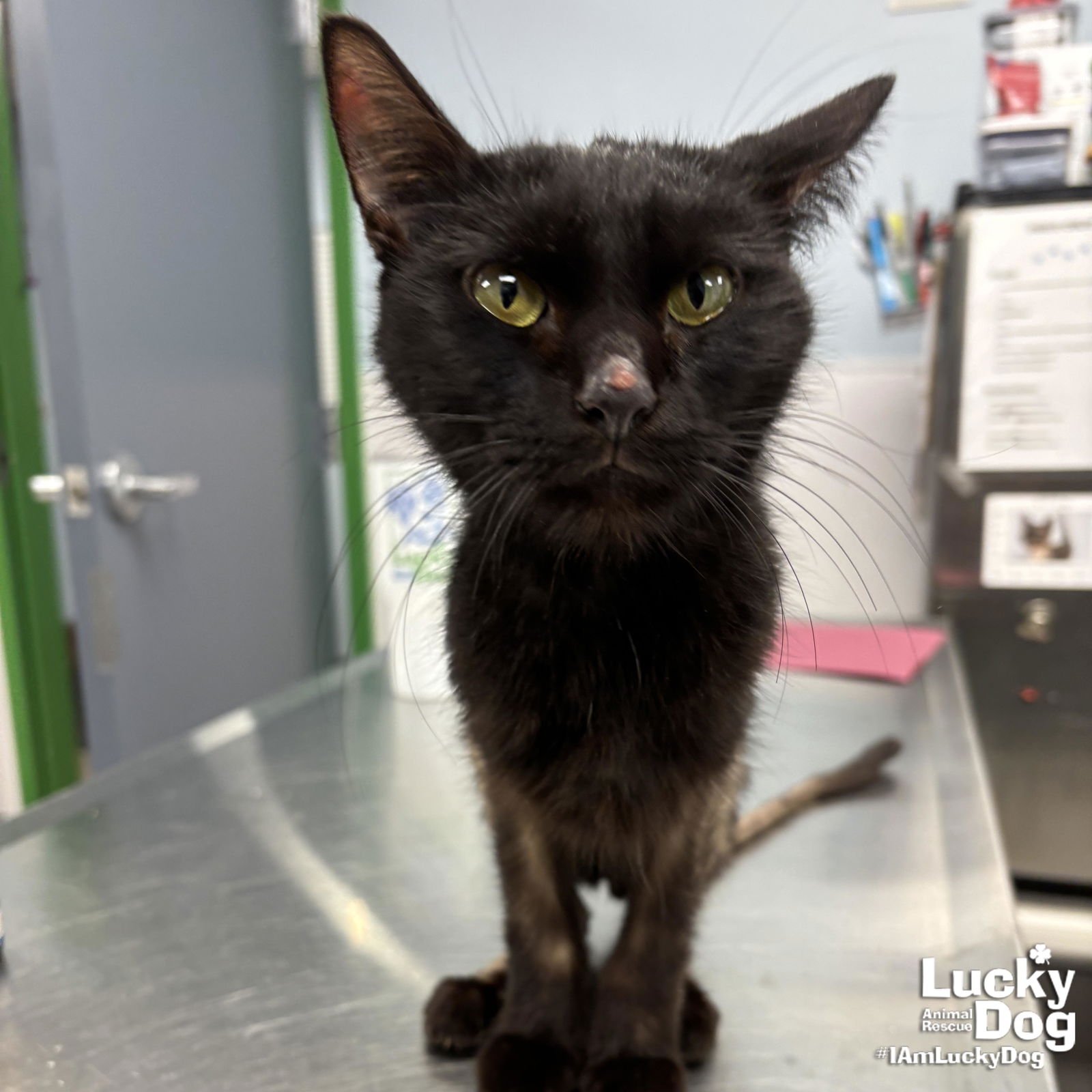 CORALINE - Domestic Short Hair available for adoption