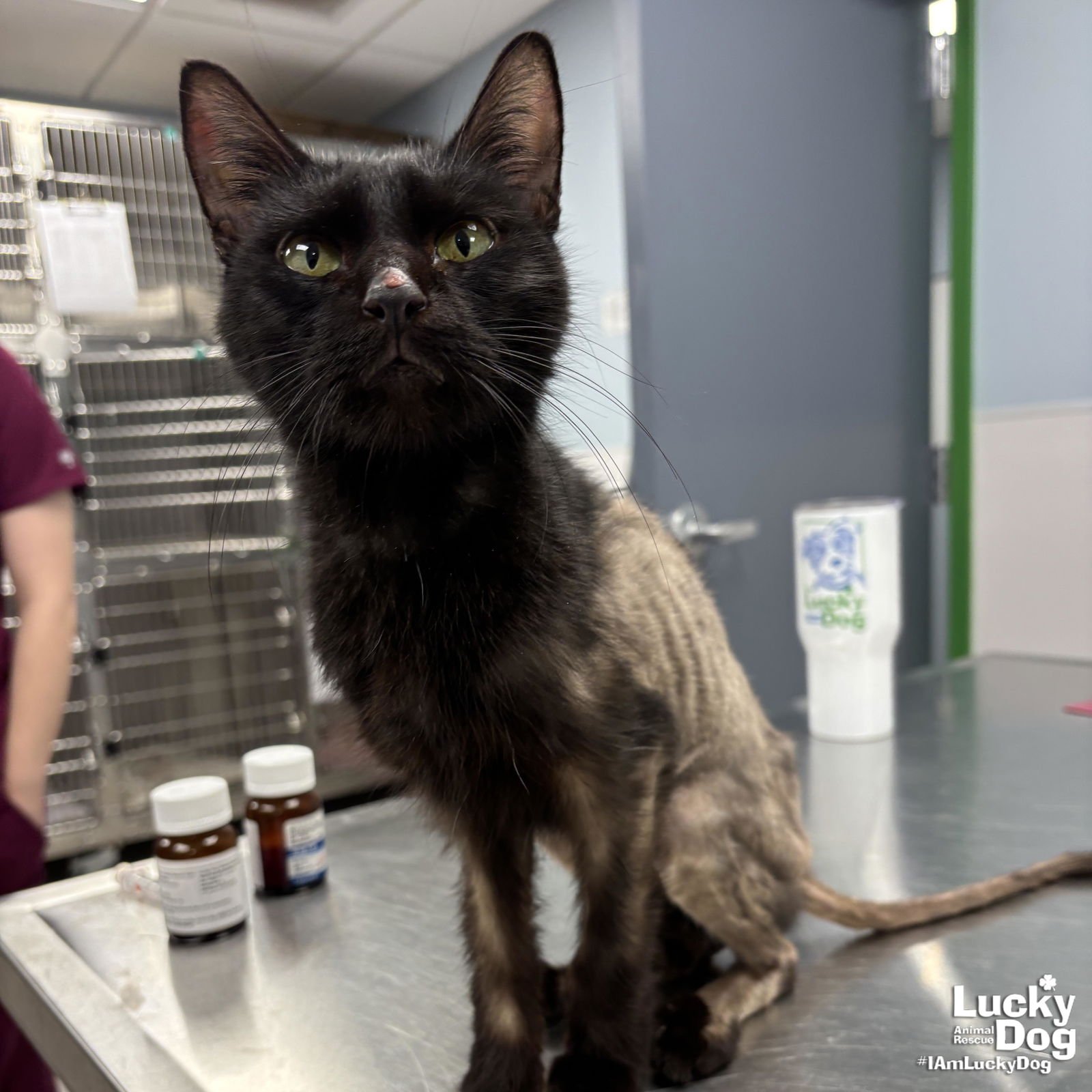 CORALINE - Domestic Short Hair available for adoption