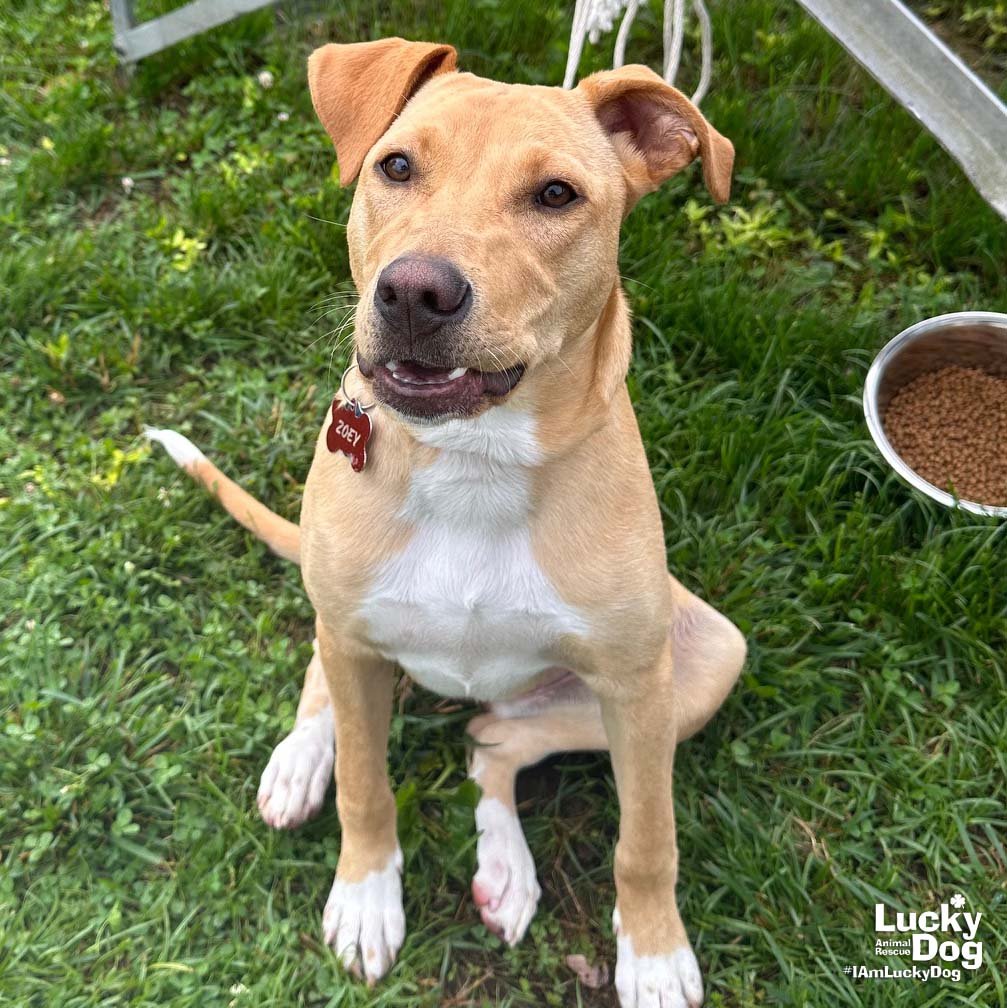 ROXANNE - Labrador Retriever available for adoption