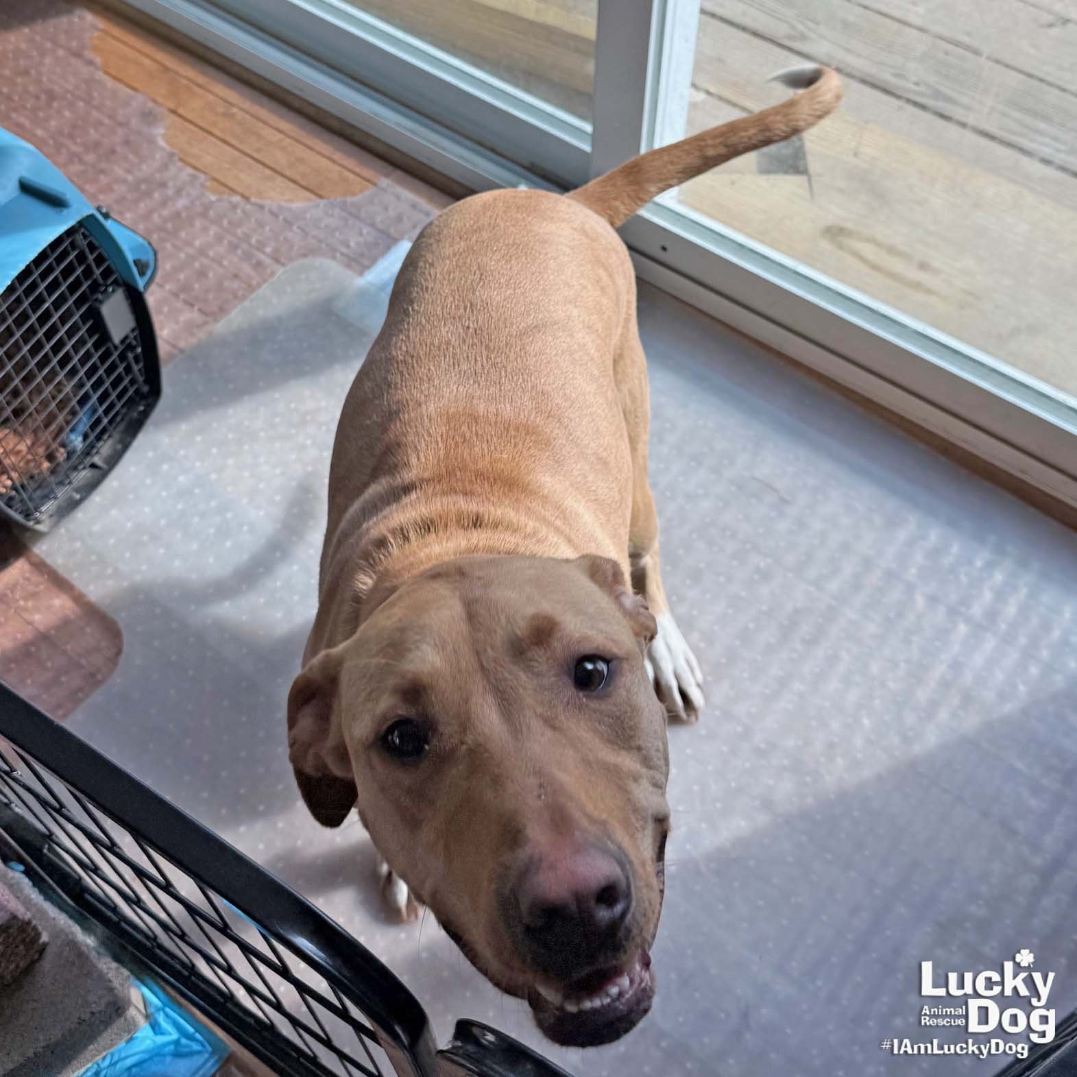 ROXANNE - Labrador Retriever available for adoption