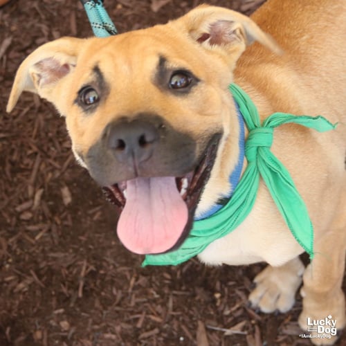 SEARCHER - Labrador Retriever / Shepherd available for adoption