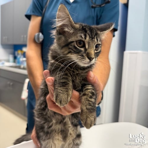PEBBLE - Domestic Short Hair available for adoption
