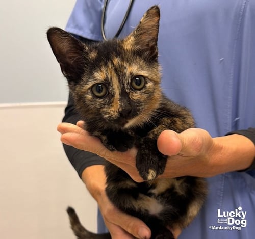 CHARITY - Domestic Short Hair available for adoption