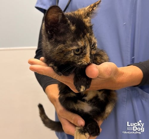 CHARITY - Domestic Short Hair available for adoption