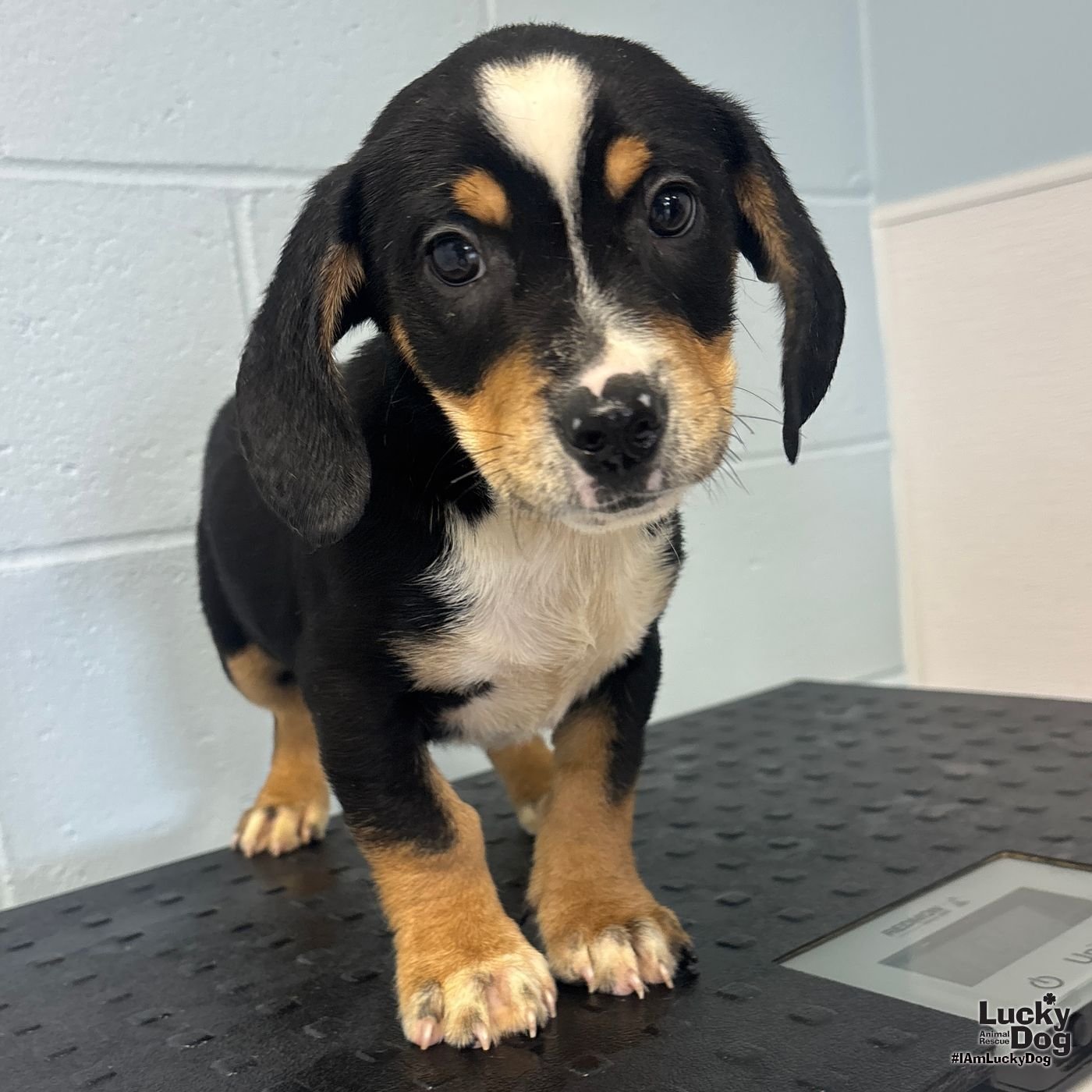 DIGGER - Yorkshire Terrier Yorkie / Jack Russell Terrier available for adoption