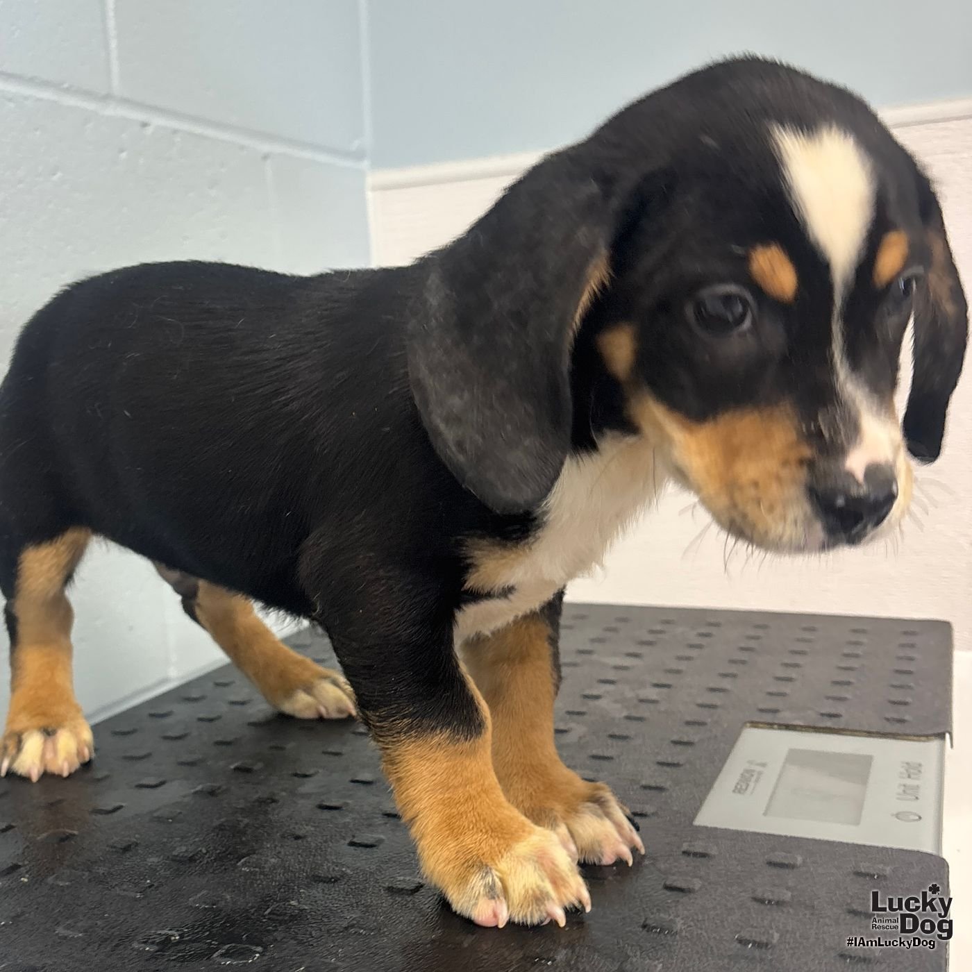 DIGGER - Yorkshire Terrier Yorkie / Jack Russell Terrier available for adoption