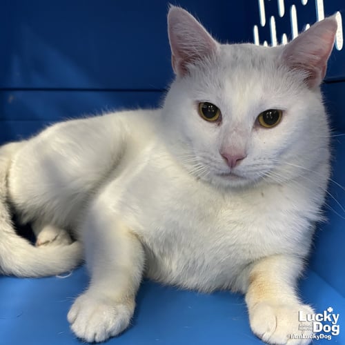 POSSUM - Domestic Short Hair available for adoption