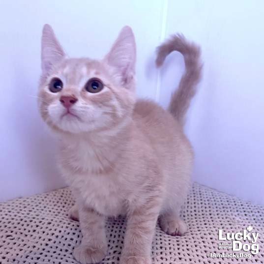 Archie Image