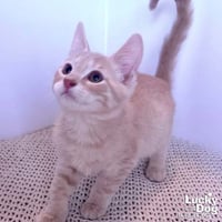 Archie - Photo 2