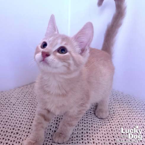 ARCHIE - Domestic Short Hair available for adoption