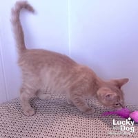 Archie - Photo 3
