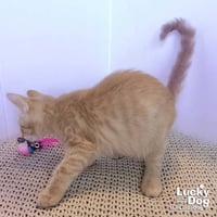 Archie - Photo 4