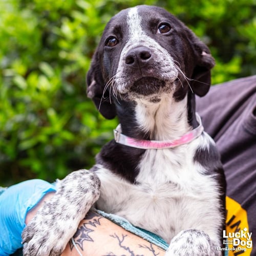BLACK CHERRY - Australian Cattle Dog/Blue Heeler / Labrador Retriever available for adoption