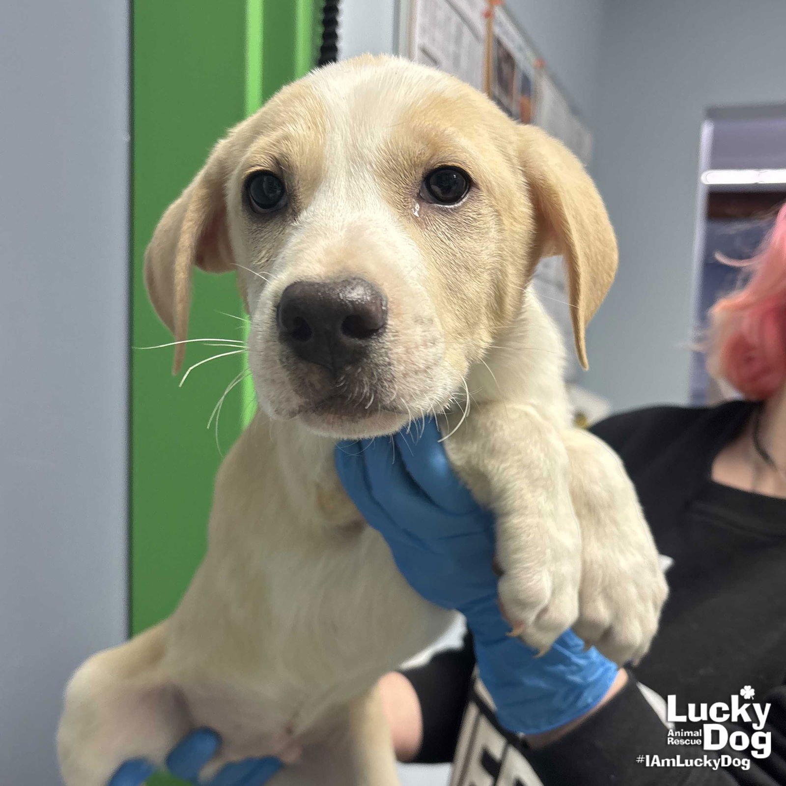 ACE - Shepherd / Labrador Retriever available for adoption